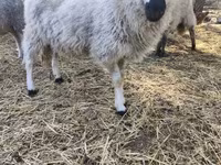 میش, Dorper sheep — عکس 1