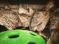 Quails — ფოტო 2