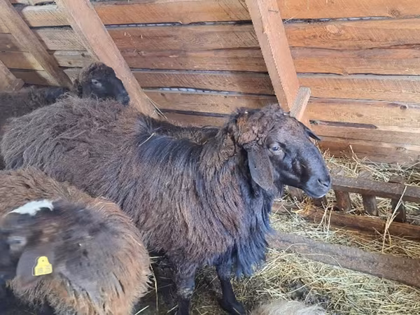 Ram, Edilbay sheep — Russia