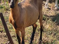 Буз, Nubian Goat — акс 2