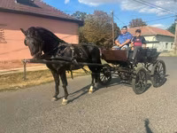 Kůň, Nonius horse — foto 4