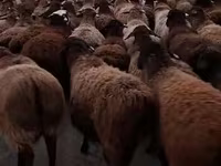 Bélier, Hissar sheep — photo 1