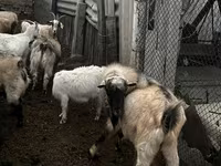 Keçi, Alpine goat — foto 4