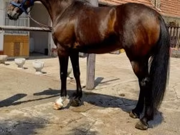 Paarden (partij, geslacht niet gespecificeerd), Paarden