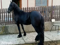 Kůň, Friesian — foto 3