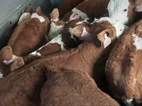 Dibi, Simmental cattle — sawirka 4