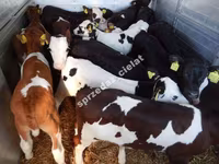 Toro, Vaca Limousin — foto 4