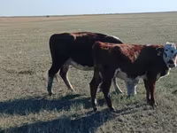 گاو ماده, Simmental cattle — عکس 2