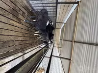 Kambing jantan, Rhon sheep — foto 7