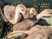 Geese — عکس 3