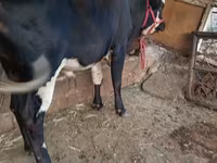 Bull, Russian Black pied cattle — photo 6