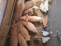 Babi betina, Pigs — foto 3
