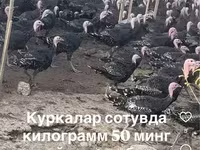 Poule argentée slovène — photo 1