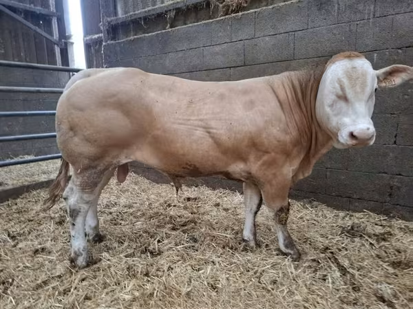 Býk, Blonde d’Aquitane cattle — Spojené království