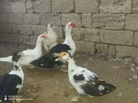 Ducks — عکس 3