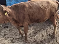 گاو ماده, Latvian Blue cattle — عکس 4