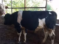Tyre, Russian Black pied cattle — foto 1