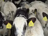 Bovine (lot, sex nespecificat), Bovine — foto 5