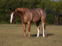 Horse (M), Quarter Horse — photo 2