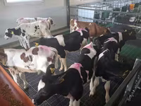 گاو نر, Russian Black pied cattle — عکس 2