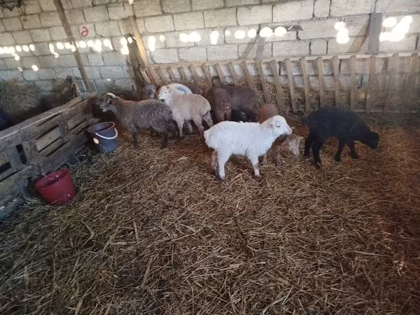 Sheep (batch, sex not specified), Sheep