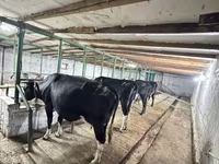 วัวตัวเมีย, Swiss cattle — รูปภาพ 2