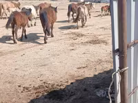 Faras dhaddig, Horses — sawirka 3