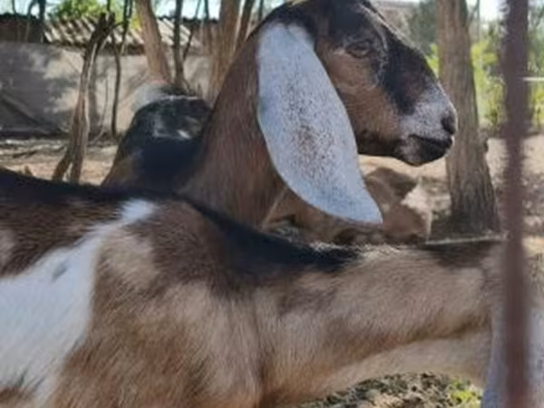 بز ماده, Nubian Goat