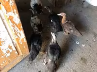 Ducks — fotografija 1