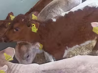گاو نر, Simmental cattle — عکس 4