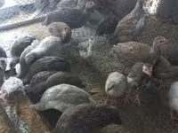 Guinea fowl — foto 4