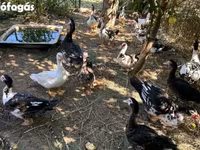 Ducks — عکس 5