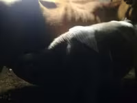 ወንድ በሬ, Simmental cattle — ፎቶ 2