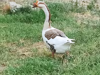 Čínské — foto 2