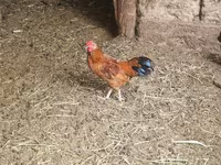 Chickens — foto 3