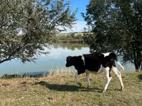 گاو نر, گاو — عکس 5