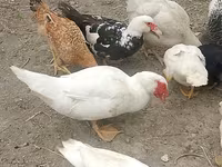 Ducks — foto 5