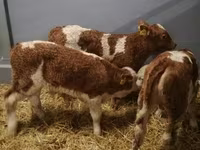 Lembu ternakan (lot, jantina tidak dinyatakan), Simmental cattle — foto 4