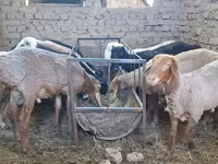 母羊, Sheep — 照片 4