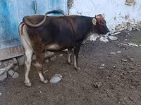 Dibi, Alatau breed — sawirka 7