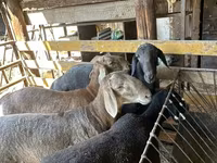 Montone, Rhon sheep — foto 3