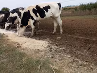 گاو نر, Russian Black pied cattle — عکس 1