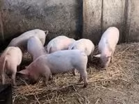 Prasata (šarže, pohlaví neuvedeno), Prasata — foto 3