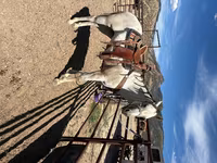 Kuda betina, Quarter Horse — foto 2