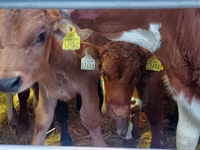 Bou, Simmental cattle — foto 1