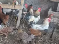 Chickens — تصویر 5