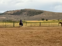 مادیان, National Show Horse — عکس 3