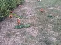 Chickens — รูปภาพ 7