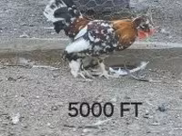 Chickens — sawirka 3