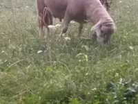 የጎትት አውራ በግ, Sheep — ፎቶ 1